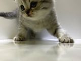 Scottish Fold Yavru Kedi