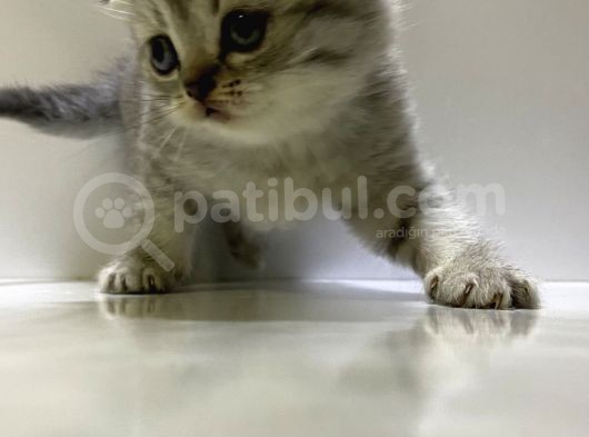 Scottish Fold Yavru Kedi görsel
