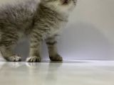 Scottish Fold Yavru Kedi
