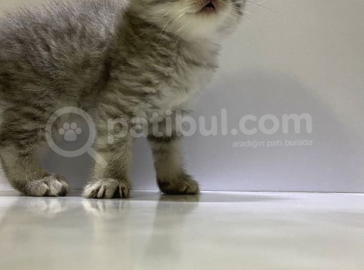 Scottish Fold Yavru Kedi görsel