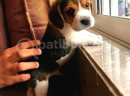 Elizabeth Beagle Kısa Bacak 3 Renk Orjinal Garantili görsel