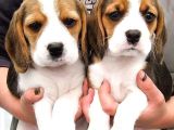 Elizabeth beagle kısa bacak 3 renk orjinal garantili