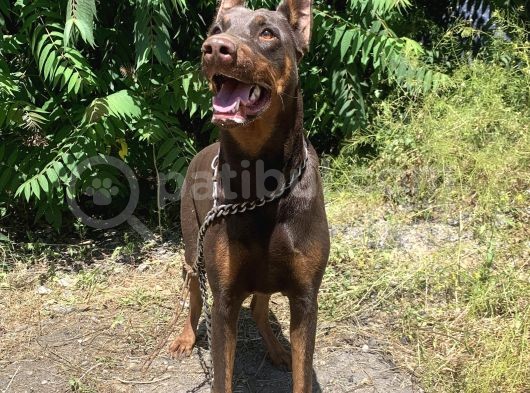 İri Yapılı Doberman Yavrular görsel