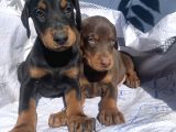 İri yapılı Doberman yavrular