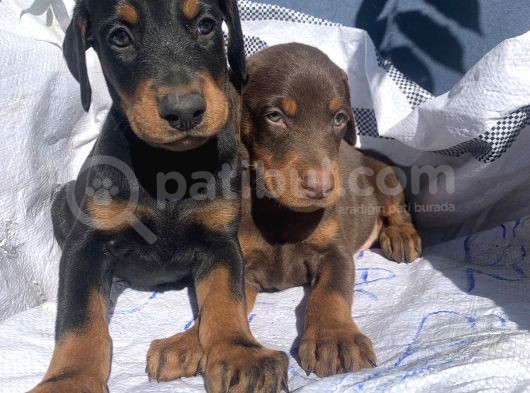 İri Yapılı Doberman Yavrular