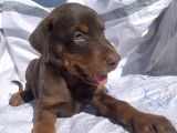 İri Yapılı Doberman Yavrular