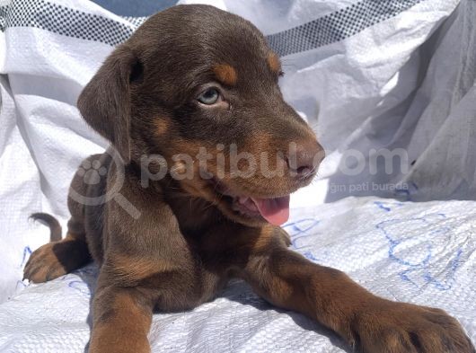 İri Yapılı Doberman Yavrular görsel