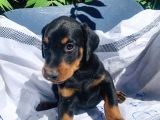 İri Yapılı Doberman Yavrular