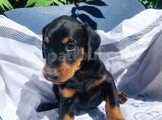 İri Yapılı Doberman Yavrular görsel