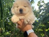 Chow Chow Bebekleri̇