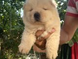 Chow Chow Bebekleri̇