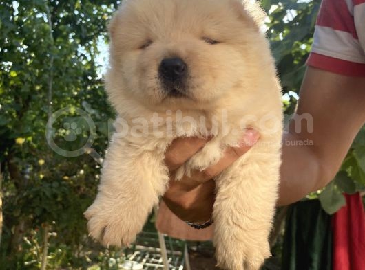 Chow Chow Bebekleri̇ görsel