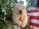Chow Chow Bebekleri̇