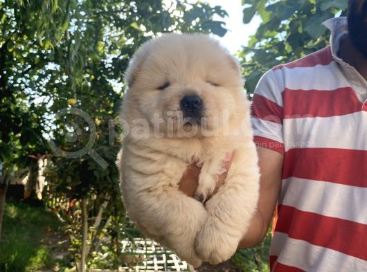 Chow Chow Bebekleri̇ görsel