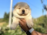 Chow Chow Bebekleri̇