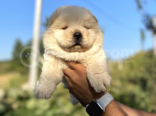 Chow Chow Bebekleri̇ görsel