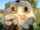 CHOW CHOW BEBEKLERİ