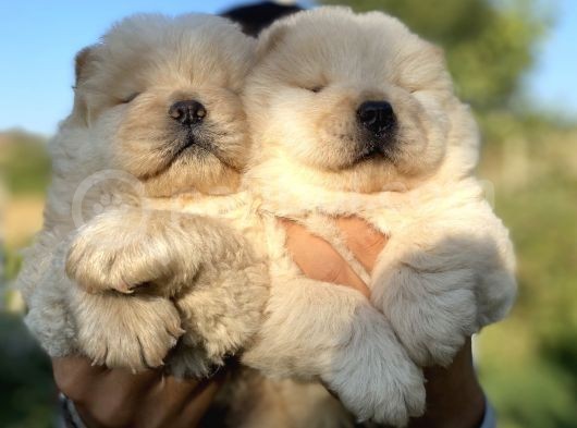 Chow Chow Bebekleri̇