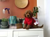 Kıvır Kıvır Kürklü Poodle Bebişler Ev Doğumu
