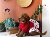 Kıvır Kıvır Kürklü Poodle Bebişler Ev Doğumu