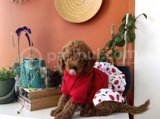 Kıvır Kıvır Kürklü Poodle Bebişler Ev Doğumu görsel