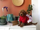 Kıvır kıvır kürklü poodle bebişler ev doğumu