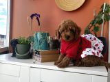Kıvır Kıvır Kürklü Poodle Bebişler Ev Doğumu
