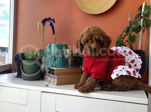 Kıvır Kıvır Kürklü Poodle Bebişler Ev Doğumu görsel