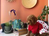 Kıvır Kıvır Kürklü Poodle Bebişler Ev Doğumu