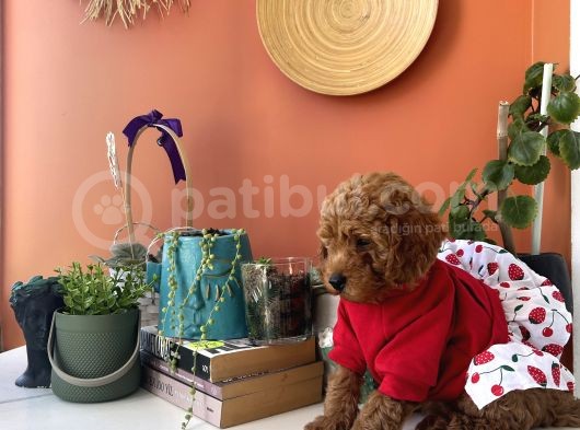 Kıvır Kıvır Kürklü Poodle Bebişler Ev Doğumu görsel