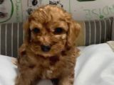 Poodle Yavrudan Farksız Efsane Maltipoo