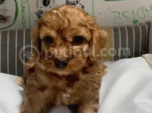 Poodle Yavrudan Farksız Efsane Maltipoo
