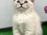 Bebek Gibi Silver British Shorthair