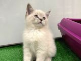 Bebek Gibi Silver British Shorthair