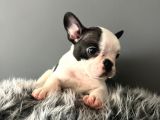 Mükemmel French Bulldog Yavrularımız 