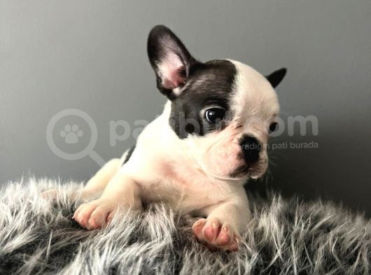 Mükemmel French Bulldog Yavrularımız  görsel