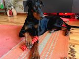 İSTANBUL YENİ DOĞACAK SAFKAN DOBERMAN YAVRULARI