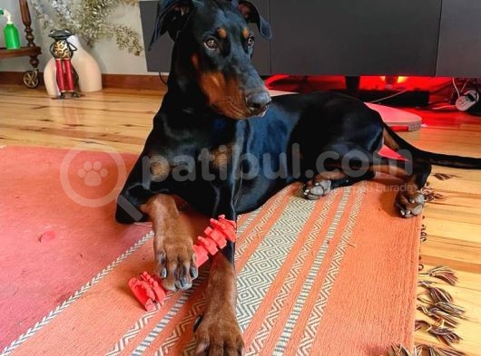 İstanbul Yeni̇ Doğacak Safkan Doberman Yavrulari