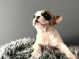 Mükemmel French Bulldog Yavrularımız 