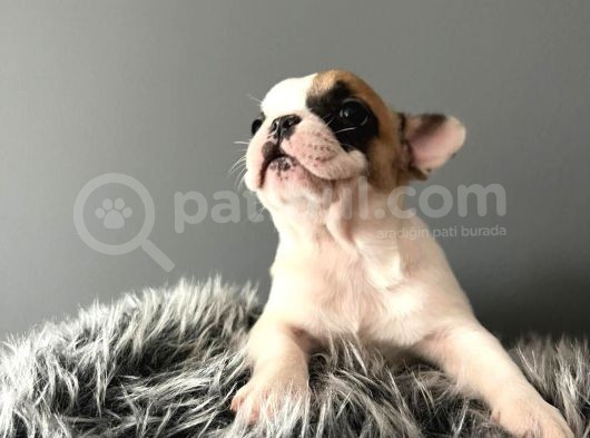 Mükemmel French Bulldog Yavrularımız  görsel