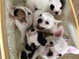 Mükemmel French Bulldog Yavrularımız 