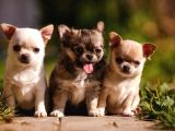 KİLO GARANTİLİ TEACUP CHİUAVAVA YAVRULAR