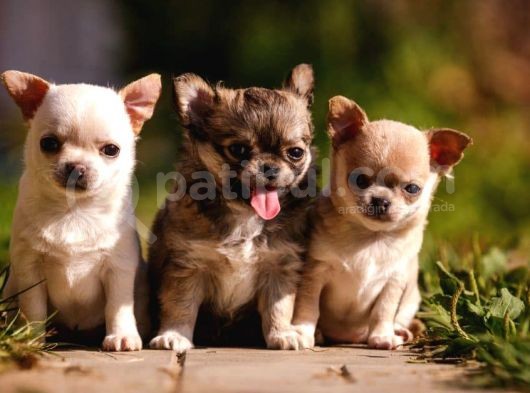 Ki̇lo Garanti̇li̇ Teacup Chi̇uavava Yavrular