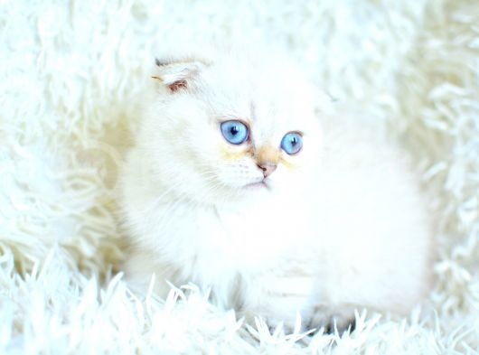 Tatlı Suratıyla Ns25 Scottish Fold Shorthair Yavrumuz görsel