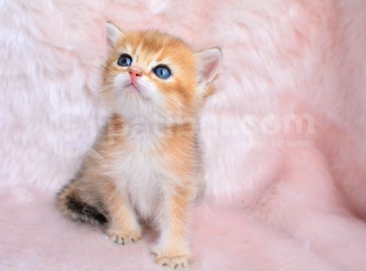 Altın Sarısı Golden Ny11 British Shorthair görsel