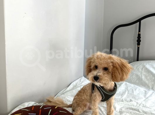 5 Aylik Erkek Toy Podle Yavrumuz Aşili Çi̇pli̇