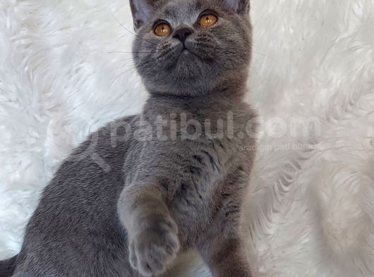 Safkan Bri̇tti̇sh Shorthai̇r Di̇şi̇ Ve Erkek Yavrular görsel