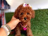 Show Toy Poodle Yavruları
