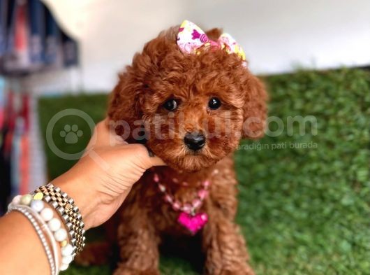 Show Toy Poodle Yavruları görsel