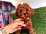 Show Toy Poodle Yavruları